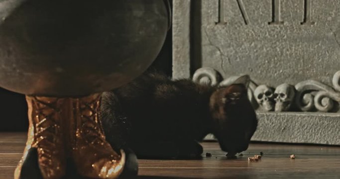 Black baby cat with green eyes on halloween background