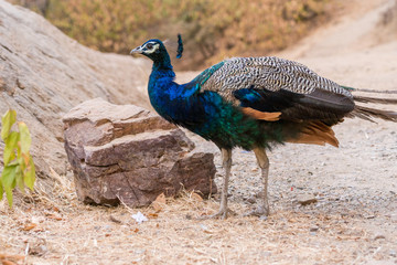 Fototapeta premium peacock, Ranthambore National Park, Rajasthan