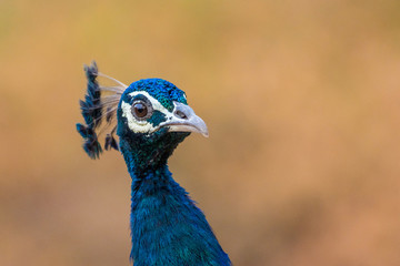 Naklejka premium Portrait of a peacock, Ranthambore National Park, Rajasthan