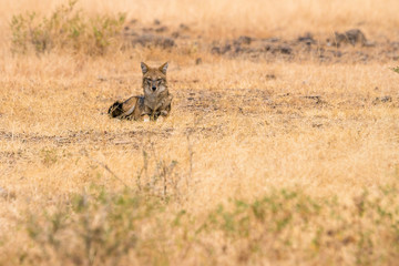 golden jackal lying in the grass of a meadow in Ranthambore National Park, Rajasthan