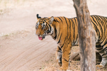 cute young Bengaltiger in Ranthambore National Park, Rajasthan
