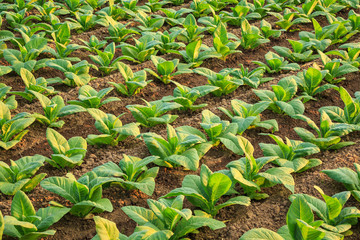 Young green tobacco plant in field at Sukhothai province northern of Thailand