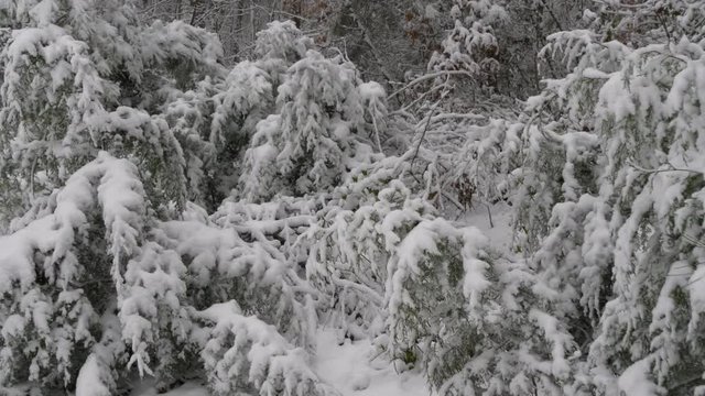 Snowy forest in Appalachia