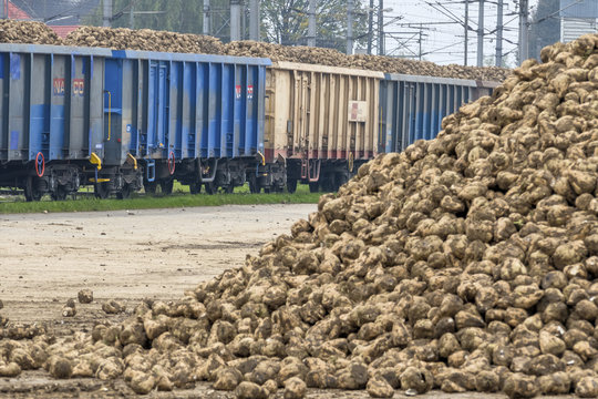 sugar beet and freight train