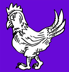 funny chicken illustration