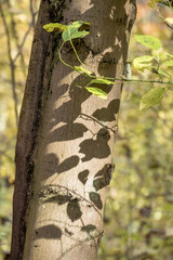 Obraz premium a leaf in the autumn