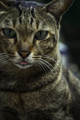 The street cat in relax time.