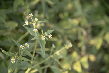 The beautiful flora in the garden background