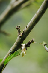 wedding rings macro close up 