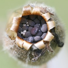 Seeds of red campion, Silene dioica