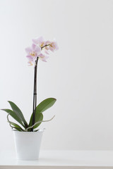 Naklejka na ściany i meble pink orchid on white background