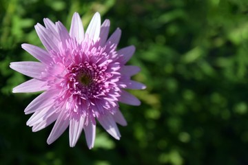 Beautiful purple flower on natural background