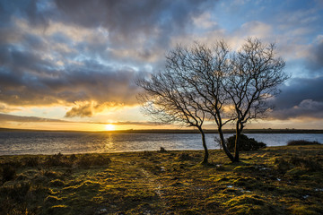 Fototapeta na wymiar Sunrise with tree over reservoir at Colliford lake, Cornwall, UK