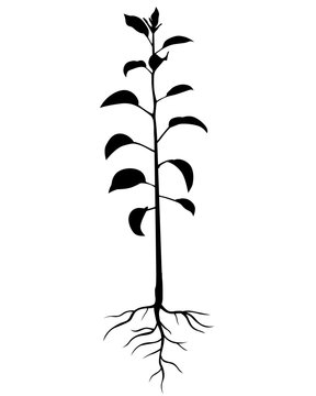 Silhouette annual pear tree seedling