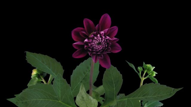 Time-lapse of blooming red dahlia (Digital Cionema Imaging 2K) in PNG+ format with ALPHA transparency channel isolated on black background
