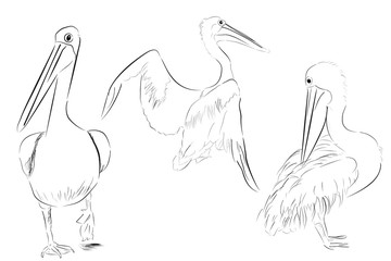 Simple Outline Sketch of Three Pelicans Bird