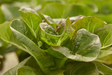 Lettuce in the hydroponics farm