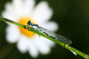 Variable damselfly, Coenagrion,pulchellum