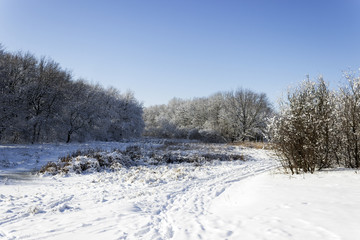 snow-covered edge of the forest