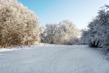 The glade in the forest is covered with snow