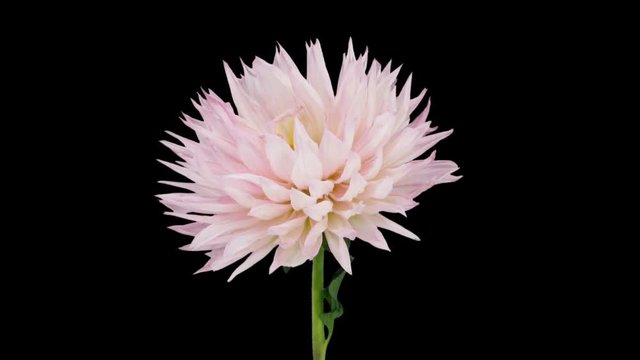 Time-lapse of dying pink dahlia flower 5x6 in PNG+ format with ALPHA transparency channel isolated on black background