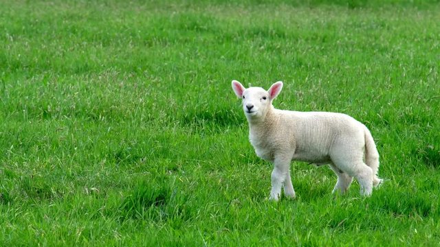 Cute little lamb peeing