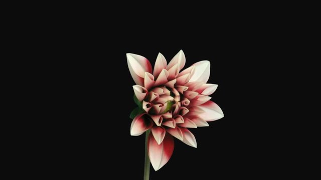 Time-lapse of blooming red-white dahlia 1c1 in PNG+ format with ALPHA transparency channel isolated on black background
