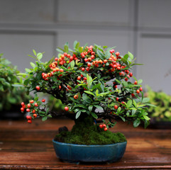 Beautiful bonsai tree in Japanese garden