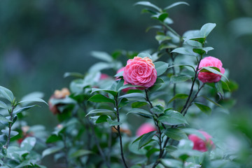 Pink camellia with dark green leaves in Garden of Hangzhou,China.