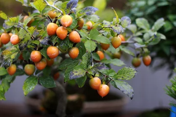 Fotobehang Bonsai Beautiful bonsai tree in Japanese garden  © Nori Wasabi