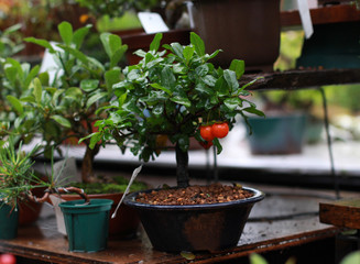 Beautiful bonsai tree in Japanese garden