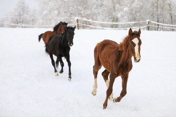 Foals are galloping on snow-covered meadow