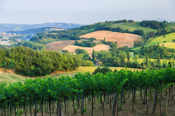 Vineyards in Italy in the evening. Rows vineyard in countryside village background. Tuscany