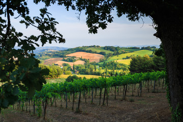 Tuscany landscape in the evening. Typical for the region tuscan farm house, hills, pasture and vineyards. Italy