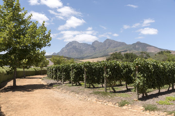 Fototapeta na wymiar Simondium near Paarl Western Cape South Africa. Circa 2017. Vineyard of the Babylonstoren wine estate.