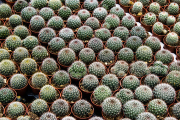 Cacti plantation in nursery