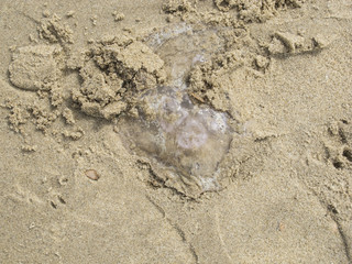 a jellyfish thrown to the beach
