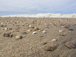 sea shells on the beach, in the background a frothy sea