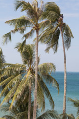 harvesting coconuts in high palm tree