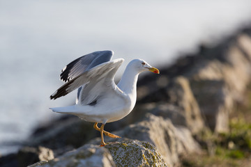 one gull on rocky dock taking off spreading wings