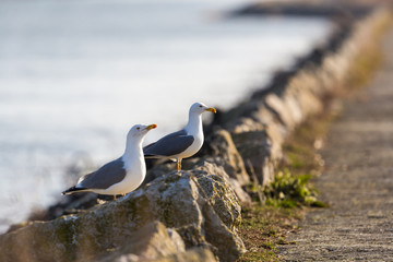 two gulls standing on stones on dock wall in harbor