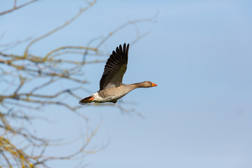 portrait flying gray goose (anser anser), tree branches, blue sky