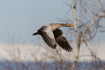 portrait of flying graylag gray goose (anser anser), tree in background