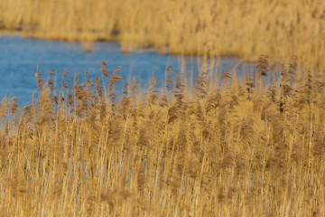 natural reed belt with blue water in morning light