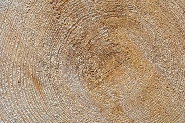 Holz hintergrund - jahresringe im Baumstamm
