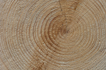 Jahresringe im Holz am Baumstamm