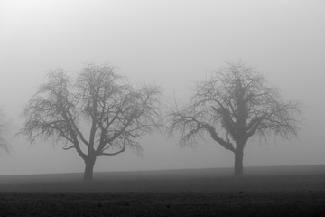Obraz na płótnie Canvas Nebel auf dem Feld mit Baum