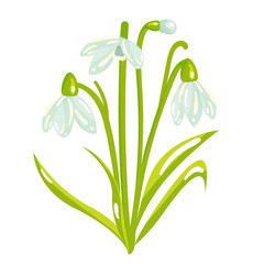 Cartoon Snowdrop Spring Flower Illustration