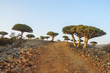 A ground rocky road among the amazing endemic plants - dragon trees. Island  Socotra.  Sunny bright day at the exotic land. Awesome world of plants.
