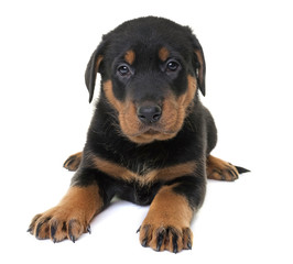 Obraz premium puppy beauceron in studio